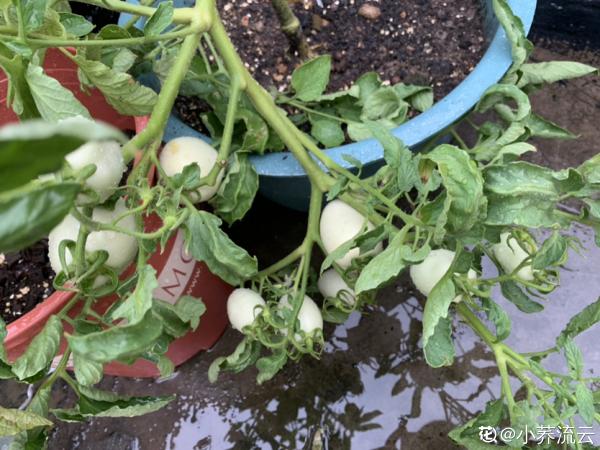 5步養護,2種清洗,帶你吃最安全放心的西紅柿 5步養護,2種清洗,帶你吃最安全放心的西紅柿