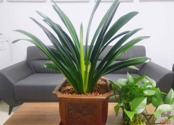 老人居室養&OpenCurlyDoubleQuote;3種花&rdquo;，漂亮大氣、茁壯好養，長壽健康相伴