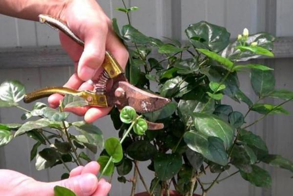 家裡養4種花,秋天給它“剪一剪”,花苞長更多 家裡養4種花,秋天給它“剪一剪”,花苞長更多