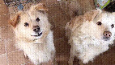 兩隻狗狗被關籠中9年,小狗從小到老未出門,唯有狗媽相伴,可憐 兩隻狗狗被關籠中9年,小狗從小到老未出門,唯有狗媽相伴,可憐