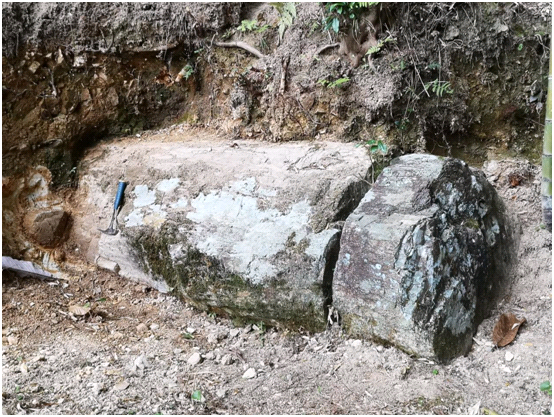 浙江最古老!1.44億年的矽化木現身百山祖國家公園 浙江最古老!1.44億年的矽化木現身百山祖國家公園