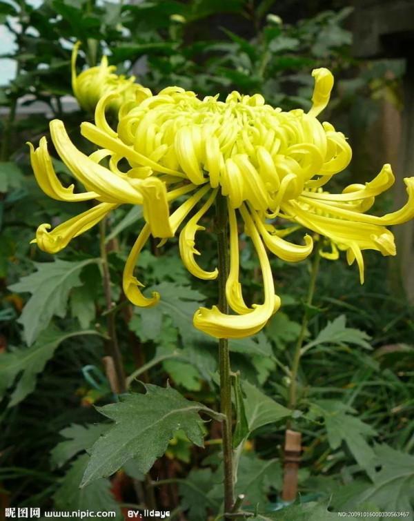 七絕.菊黃紅葉晚秋斕