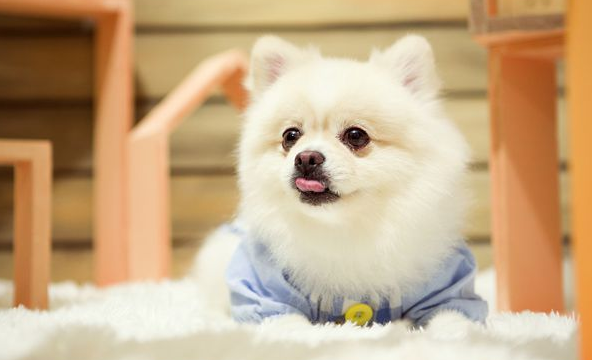 秋季養博美,這些“小問題”該注意,不然容易生病了 秋季養博美,這些“小問題”該注意,不然容易生病了