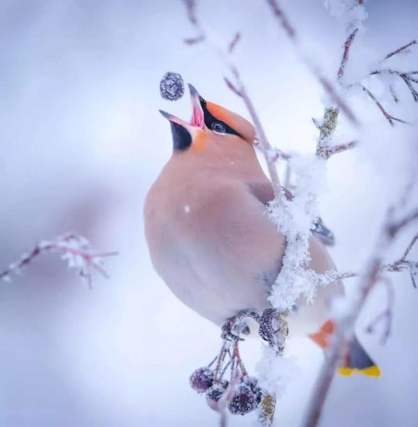 大雪中的鳥，太美了