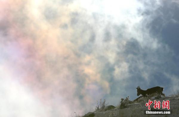 新疆博州：成群北山羊雪中覓食嬉戲