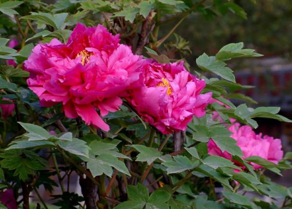 夏季牡丹花乾枯,是4點養護不當,做好後葉綠苗壯來年開花多 夏季牡丹花乾枯,是4點養護不當,做好後葉綠苗壯來年開花多