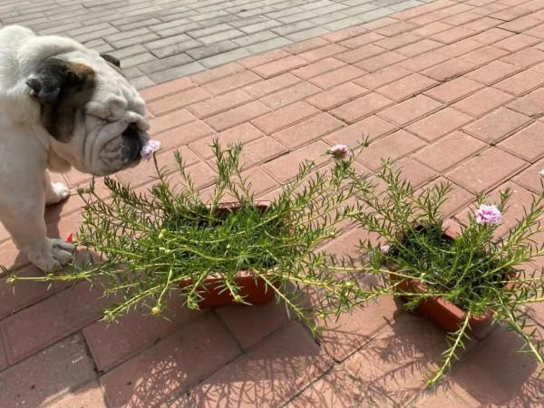 家有老婆愛養花二