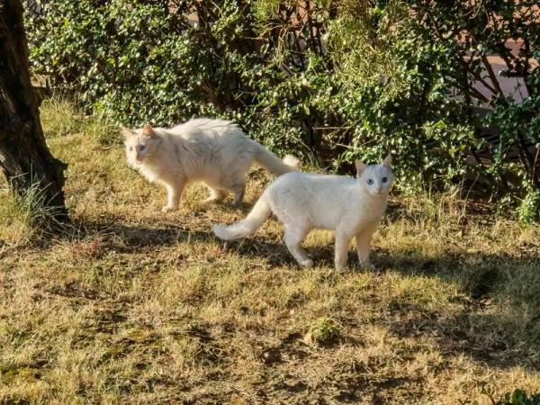 &OpenCurlyDoubleQuote;故宮貓&rdquo;在越秀出沒！收下這份博物館&OpenCurlyDoubleQuote;吸貓&rdquo;指南