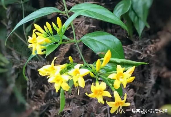 漂亮的有毒花！認識20種“大毒花”，遠離危險