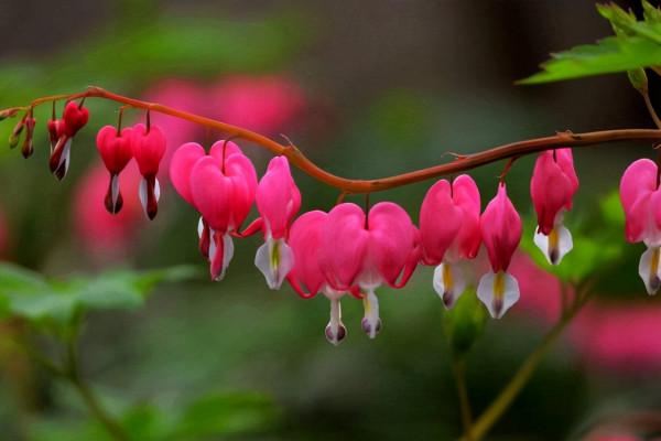 7種高顏值的花卉,把它們養在室內裝飾家居,這才是理想的家 7種高顏值的花卉,把它們養在室內裝飾家居,這才是理想的家