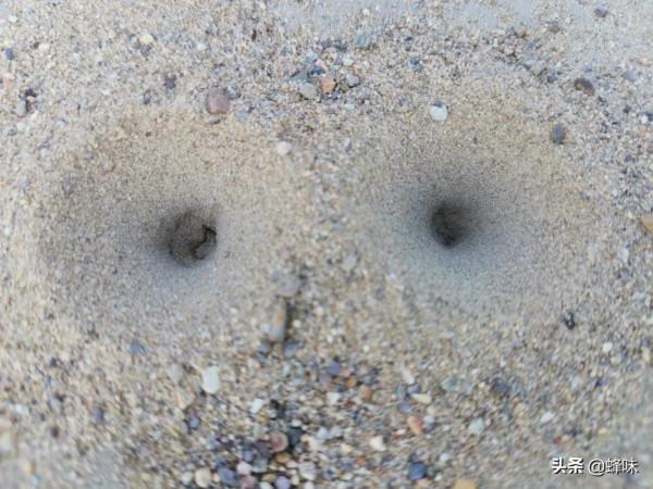 沙牛設計的多功能陷阱，下雨時搞不好會變成為自己專門準備的陷阱