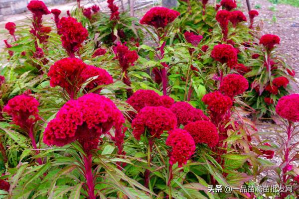 給散養土雞喂點這種“老來紅”,雞不僅產蛋多,羽毛也更紅豔光滑 給散養土雞喂點這種“老來紅”,雞不僅產蛋多,羽毛也更紅豔光滑