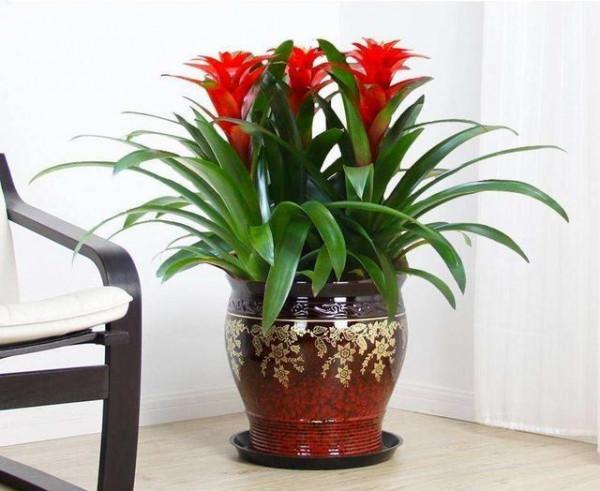 7種“吉利花”，客廳養最適合，常年不見光，也能花不斷