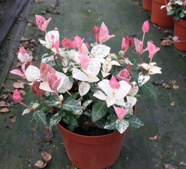 38種超級耐陰的花,沒光也能養爆盆,養在陽臺客廳超有範兒 38種超級耐陰的花,沒光也能養爆盆,養在陽臺客廳超有範兒