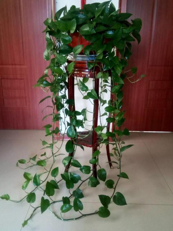 16種耐陰花，就算陽光不足，也能年年生長、開花