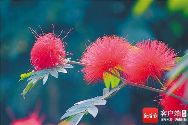 海南週刊 &vert; 海南百花爭春：木棉紅了，火焰木開花了
