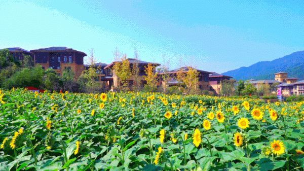 重陽節|帶上爸媽來英山四季花海,踏秋、賞花、泡湯、住宿... 重陽節|帶上爸媽來英山四季花海,踏秋、賞花、泡湯、住宿...