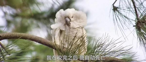 《貓頭鷹》:未必是無厘頭的開山之作,但一定是惡搞喜劇的急先鋒 《貓頭鷹》:未必是無厘頭的開山之作,但一定是惡搞喜劇的急先鋒