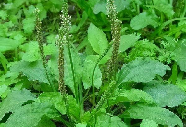 農村常見的野菜，如今翻身都成寶貝啦！你吃過幾種？