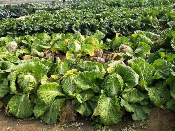 白菜發生軟腐病，爛葉爛心產量低，記住3種藥劑，效果好