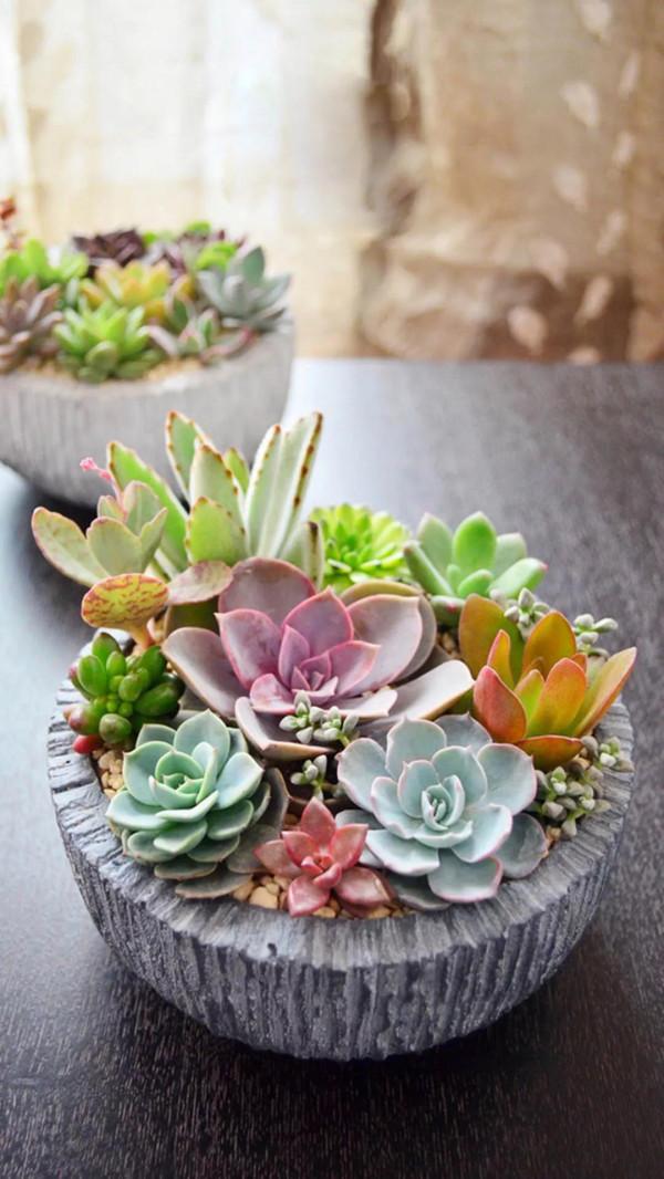 多肉的世界,簡單執著,看看你都見過哪些 多肉的世界,簡單執著,看看你都見過哪些