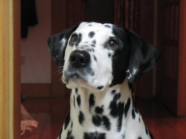 我作為一個非常愛狗的人,為什麼再也不養狗了 我作為一個非常愛狗的人,為什麼再也不養狗了