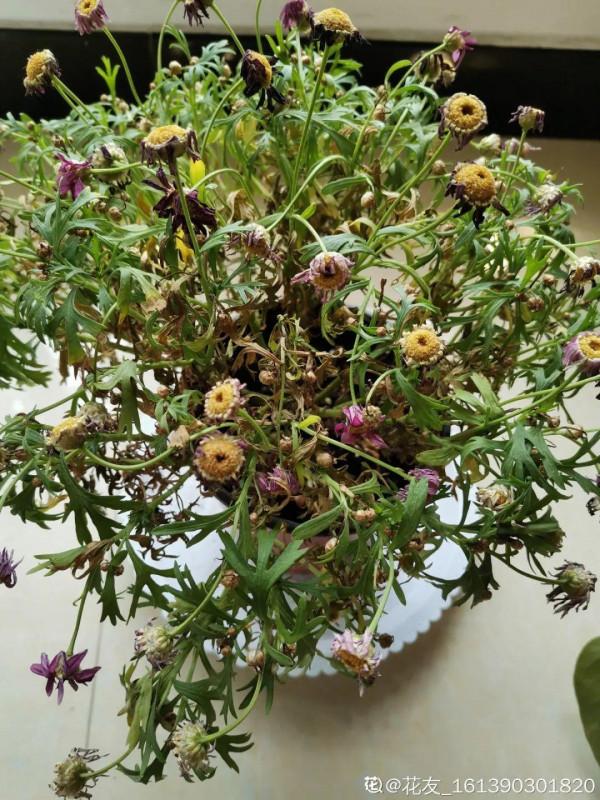 三伏天養花，澆水太難了，學好竅門是關鍵