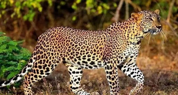 花豹和獵豹再也不用傻傻分不清了