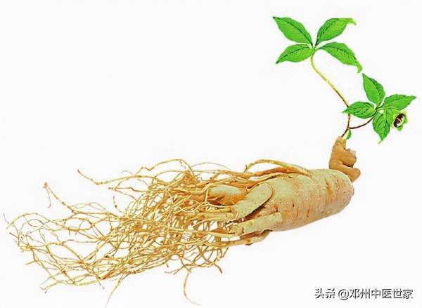 藥性歌括四百味、人參