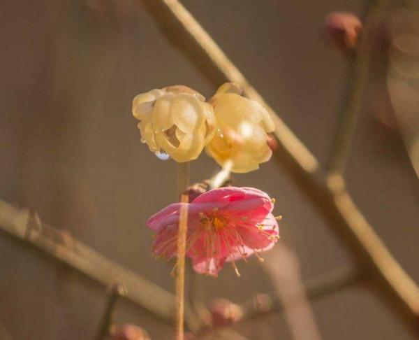 趵突泉景區的紅梅花開了，太漂亮了