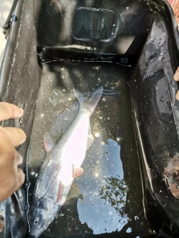 沒想到老家野釣資源這麼好 沒想到老家野釣資源這麼好