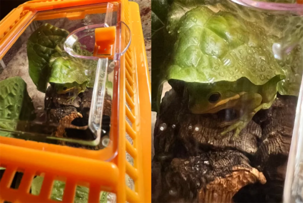 小哥在沙拉里發現了一隻小青蛙後，在網上直播起了養蛙生活