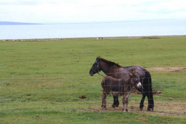 西北青海湖,青海湖西北(牛羊滿湖岸) 西北青海湖,青海湖西北(牛羊滿湖岸)