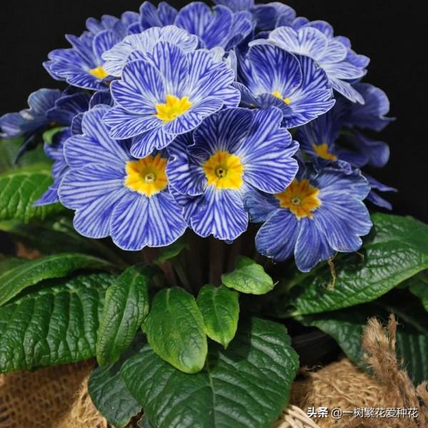 有沒被自制花肥臭懵過,這8種自制肥別亂做,踩過的坑、流過的淚 有沒被自制花肥臭懵過,這8種自制肥別亂做,踩過的坑、流過的淚