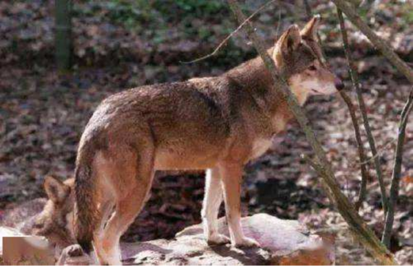 &OpenCurlyDoubleQuote;寧惹黃鼠狼，不招紅毛狗&rdquo;，紅毛狗究竟是何動物讓人如此忌憚？