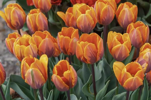 20種充滿活力的橙黃色花卉,來為你的生活注入快樂吧 20種充滿活力的橙黃色花卉,來為你的生活注入快樂吧