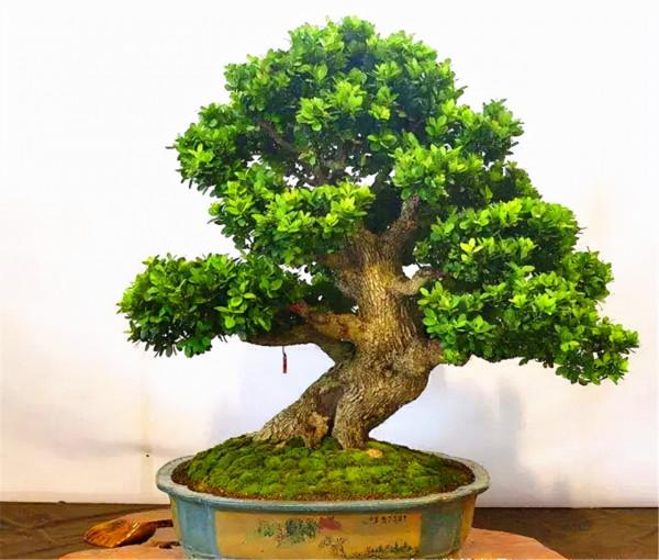 花了6年收集了一院子的上品黃楊,百年老樁“盆盆過萬”,羨慕啊 花了6年收集了一院子的上品黃楊,百年老樁“盆盆過萬”,羨慕啊