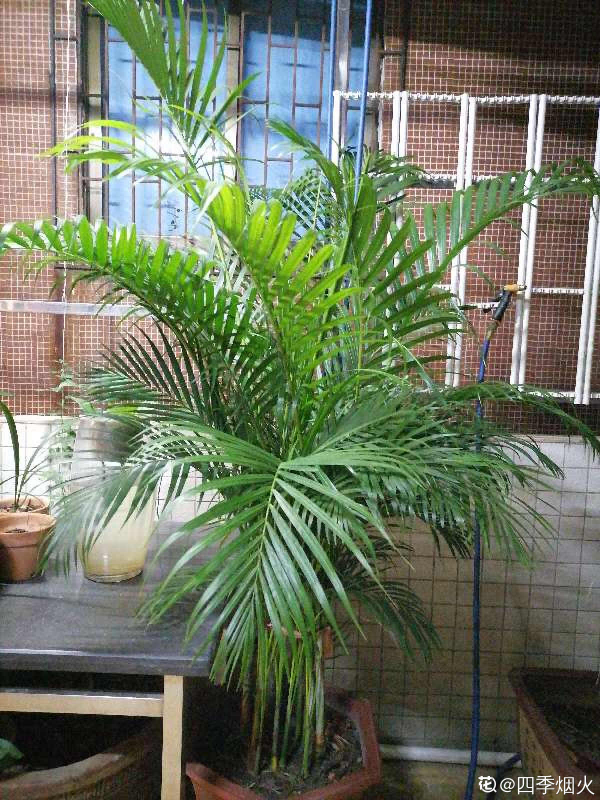 失眠多夢真頭疼，養這3種花，帶你安心入眠沒煩惱