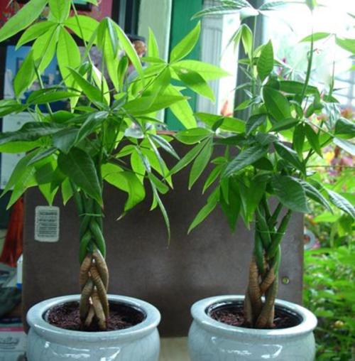 公認的“12種耐陰花”，有點散光就能長，花葉俱美有格調