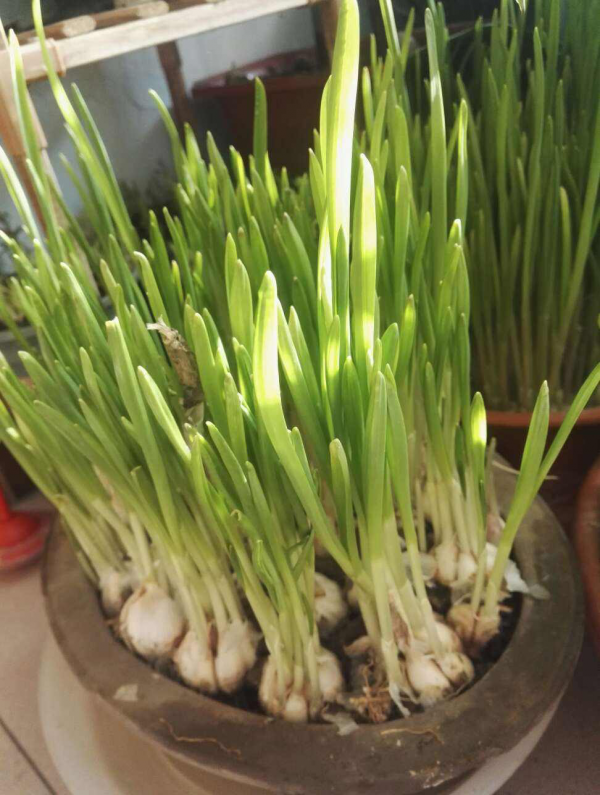 花盆裡就能種的蔬菜，7天發芽，一個月就能吃，冬天買菜不出門