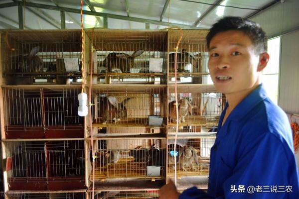 大蒜陳皮別再扔了，用在兔子上能治很多病，效果大，非常管用