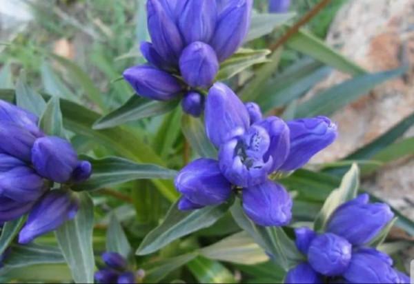 賞花吟詩聽故事，愛上憂傷的你！億年的等待—植物界活化石龍膽花