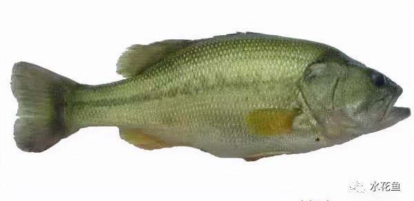 水生動物圖文欣賞(5)——四大主要食性魚類與五小類食性魚類 水生動物圖文欣賞(5)——四大主要食性魚類與五小類食性魚類