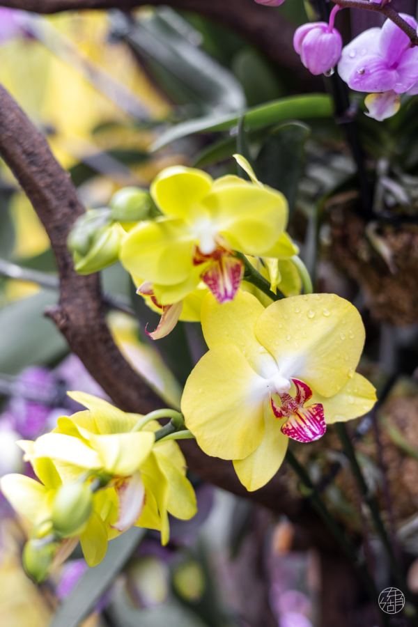 在東湖過元旦，好多新板眼！
