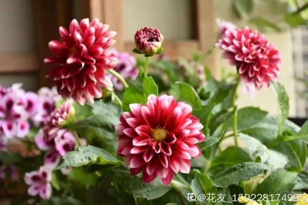 花市“一次性”的盆栽，開完花就死，未免太可惜