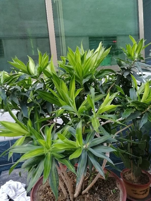 家裡養盆&quot;吉祥竹&quot;，耐陰長得旺，平安吉祥好運來