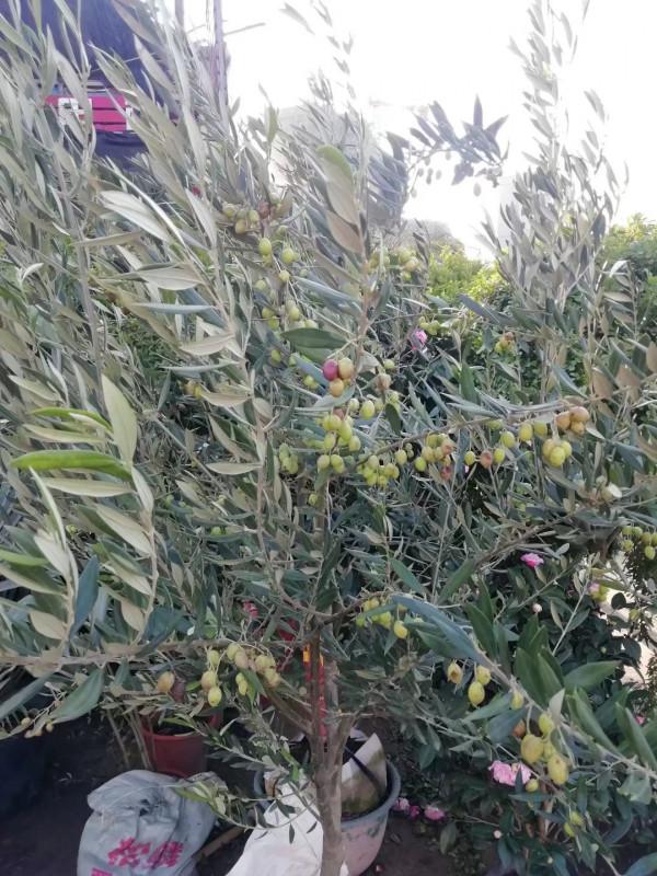油料、園林綠化多用途常綠樹種——油橄欖