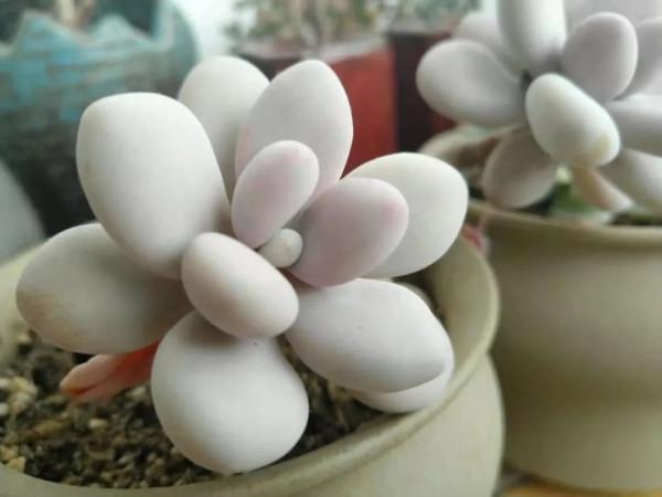 盤點盤點多肉界的“美人”們，個個顏值爆表，你養過哪幾種？