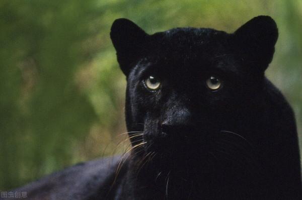 美洲獅來了！英國人民為何恐慌？因為抗疫封城，造成人退獅進