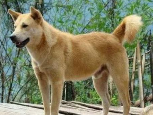 “好養活”的4種狗，原來它也上榜了，生存力確實不一般呀